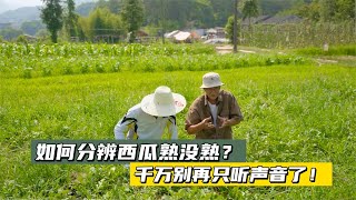 如何分辨西瓜熟没熟？千万别再只听声音了!