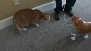 Bert the Cat vs Cat Balloon