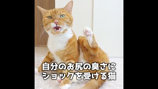 自分のお尻があまりにも臭くてショックを受ける猫 #Shorts