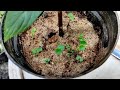 how to germinate petunia seeds ഇനി ആർക്കും വിത്തുകൾ പാകി മുറ്റം നിറയെ പൂക്കൾ നിറക്കാം 👍🏻😃