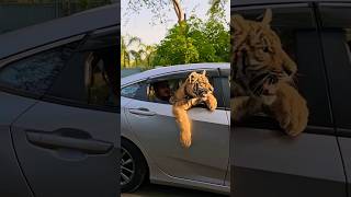 Bengal Tiger Wants to Jump from Car | Nouman Hassan |