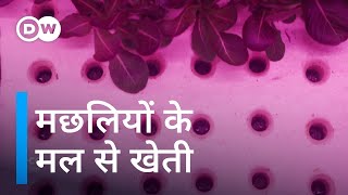 मछलियों की मदद से उग रहा शाकाहारी खाना [Aquaponics: When fish help grow veg]