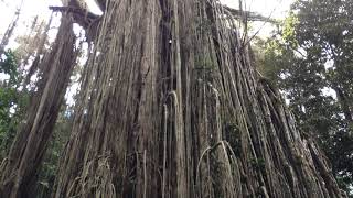 Curtain Fig Tree , North Queensland .