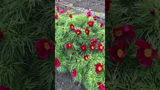 Yaremko (tenuifolia hybrid) - Parkland Peonies