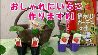 おしゃれにイチゴ作りますNo.1植え付け10月4日