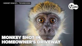 Monkey almost attacks Tennessee woman who shoots it; Animal later dies at zoo