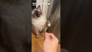 これをされたらあなたは猫に好かれています③