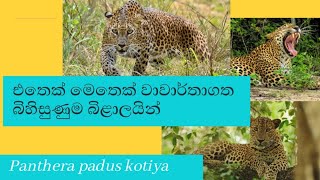 රතු එළියක් දල්වන කොටි-මිනිස් ගැටුම (ශ්‍රී ලංකා කොටියා)/ Leopard-human conflict lights up a red light