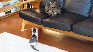 はな姉さんと遊びたい子ねこ。-Kitten Miri wants to play with Hana.-