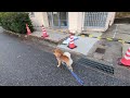 【能登】 24.12.30 7 00 九十九湾小木三ツ矢を歩く柴犬たろーとの散歩風景🐾 99bay shiba inu taro s walk