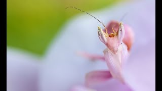 Orchid Mantis unboxing + FEEDING FAIL