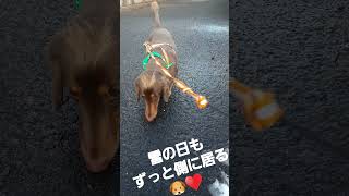 雪❄️⁉️❓️こおって、、⁉️#family#家族#ペット#愛犬#ミニチュアダックスフンド#動画#散歩#犬が居る暮らし