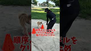 喜びを爆発させてからアジリティを楽しむ柴犬ちゃん #柴犬 #アジリティ #楽しい