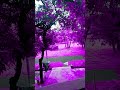 #purple#land#effect#video#shorts#viral#video#trending