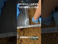 ラテラリスノコギリクワガタ産卵セット作成。