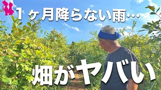 【猛暑】連日35℃超えのブルーベリー畑が大変なことになってます