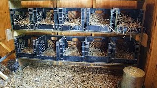 FREE Nesting Boxes