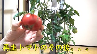 【検証】【再生野菜】スーパーで買ったトマトの種をとって植えて育ててみた【その後】