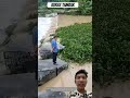 kuras tambak #fishing #aquatichabitat #fish #funny #bendungan #banjir #float #tanamanair #panen