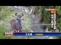 水鹿吃出病 太魯閣公園 登山別留垃圾－民視新聞