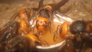 オオスズメバチ(新女王バチ)飼育♪