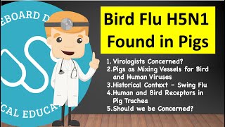 H5N1 Bird Flu Found In A Pig - Virologists Voicing Concern?