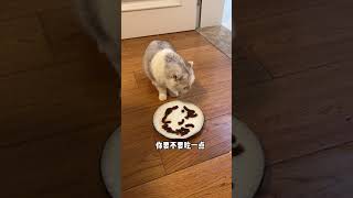 【七七和铲屎官】七七还是很关心我的 #猫咪 #萌宠