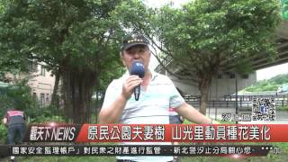 1060526觀天下新聞HD05 汐止區原民公園夫妻樹 山光里動員種花美化