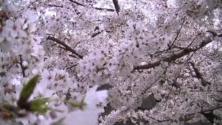 00109 桜満開 the cherry trees are in full blossom now HD