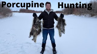 PORCUPINE Hunting | Varmint Control