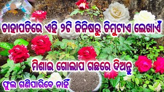 ଗୋଲାପ ଗଛରେ ଚାହାପତି ଖତ ସହ ଏହି ୨ଟିରୁ ମାତ୍ର ଚିମୁଟାଏ ଦେଇଦିଅନ୍ତୁ ll ନୂଆନୂଆ ଡାଳ ଓ ବହୁତସାରା ଫୁଲରେ ଭରିଯିବ ଗଛ