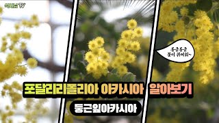 [식사남TV] 포달리리폴리아아카시아 알아보기~#둥근잎아카시아#Acacia podalyriifolia