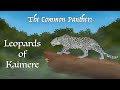 The Common Panther: Leopards of Kaimere