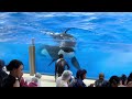 【神戸須磨シーワールド】オルカパフォーマンス　オルカスタディアム　ノーカット 2024 8 8 19 00（4k hdr 60fps）kobe suma sea world orca stadium