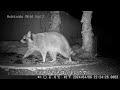 hokkaido wild vol 7 アライグマの木登り