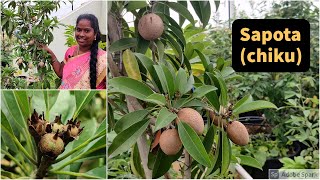 How to grow sapota on Terrace Garden (sapodila,chiku) |టెర్రేస్ గార్డెన్‌లో సపోటాను ఎలా పండించాలి ?|