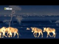 wildlife night of the lion full documentary new 2013