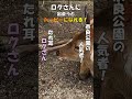 【奈良 鹿】奈良公園の鹿のロクさん②。奈良公園の人気者　鹿のロクさん。＃shorts 奈良とびっきり観光ガイド【奈良観光】