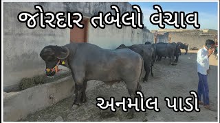 ટેભડા ગામ માં ખુબ જોરદાર તબેલો વેચાવ છે