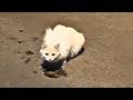 Stray Cat So Hungry It Eats Vomit, Survives in a Wall Crack During the Cold, and Loses Its Kittens