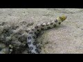 snowflake moray eel hunting crabs