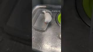 【文鳥】水浴びが待ちきれず飛び込んだら水がなく右往左往してるお兄ちゃん、お姉ちゃん鳥でした【文鳥vlog】