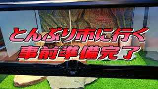 とんぶり市に行く事前準備をしました！【国内繁殖爬虫類・両生類の即売会】