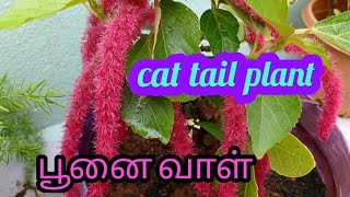 Acalypha hispida plant/cats tail/care and propagation in Tamil