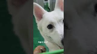 쉼터일상 - 물그릇에 발 넣는 게 취미인 우천이 #shorts #dog