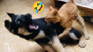 OMG' Best Compliment Of Dogs And Cats | #dogs #Cats #funnycats  #FunnyVideos #Pets