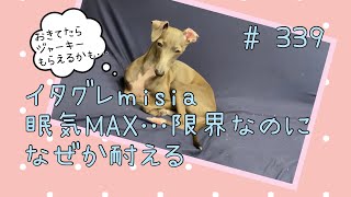 おやつに関することは絶対忘れないイタグレパピーのｍｉｓｉａ(ミーシャ)【生後339日】【うちの子272日目】【イタリアングレーハウンド】【子犬】【イタグレパピー】