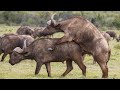 Rare Buffalo Mating Ritual Caught on Camera | Unseen Wildlife Moments