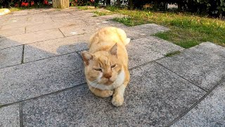 公園のベンチで人相の悪い茶トラ猫がモフられにきた