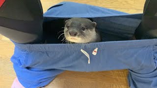 カワウソのベルはズボンが大好きすぎるのです｜Otter Bingo\u0026Belle like to sneak into papa’s pants